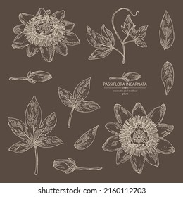 Collection of passiflora incarnata: passiflora flowers, leaves and plant. Cosmetic, perfumery and medical plant. Vector hand drawn illustration.