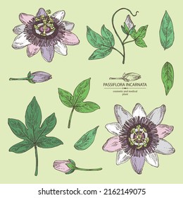 Collection of passiflora incarnata: passiflora flowers, leaves and plant. Cosmetic, perfumery and medical plant. Vector hand drawn illustration.