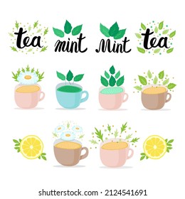 Collection of pastel Cups of Herbal Tea with mint, lemon, green-tea leaves and chamomile flowers. Lettering Tea and Mint. Flat vector illustration on white background