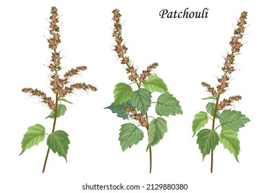 Collection Of Patchouli Plants, Vector Botanical Illustration.