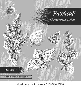 Collection of Patchoulis inflorescences and flowers and branch with leaves . Detailed hand-drawn sketches, vector botanical illustration.