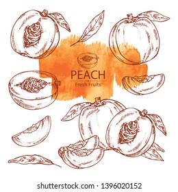Collection of peach and peach slice background. Vector hand drawn illustration