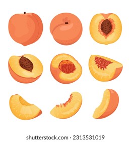 Collection of peach slices and whole fruits. Flat vector peach from different sides.