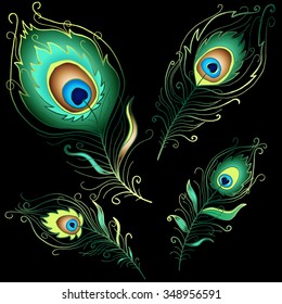 Collection of peacock feathers