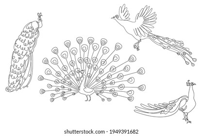 Collection. A peacock sits, stands, walks, flies. A bird with a beautiful tail in a modern one-line style. Solid outline for decor, posters, stickers, logo. Set of vector illustrations.