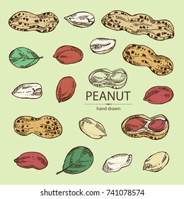 Collection of peanut: nuts and leaves. Vector hand drawn illustration