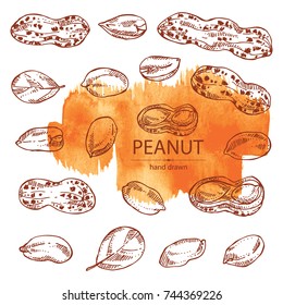 Collection of peanut: nuts and leaves. Vector hand drawn illustration