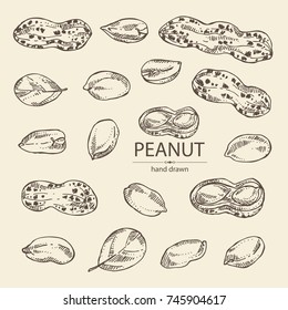Collection of peanut: nuts and leaves. Vector hand drawn illustration.