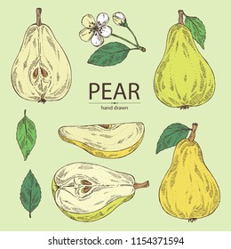 Collection of pear: fruit, leaves, flower and pear slice. Vector hand drawn illustration.