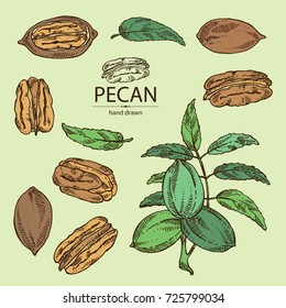 Collection of pecan: pecan nuts and leaves. Vector hand drawn illustration.