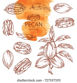 Collection of pecan: pecan nuts and leaves. Vector hand drawn illustration.