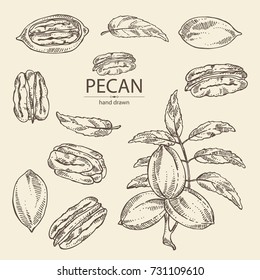 Collection of pecan: pecan nuts and leaves. Vector hand drawn illustration.