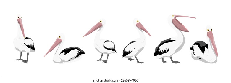 A collection of pelicans in various poses. Wild birds of Australia, New Guinea and Indonesia. Vector animals