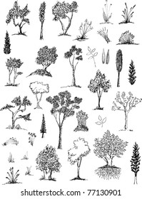 A collection of pen and ink style foliage illustrations.