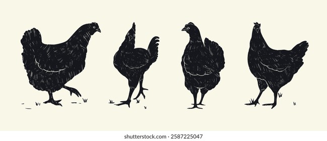 Coleção de Desenho a Lápis de Galinhas Vintage. Desenhos grunge de galinhas com textura granulada sutil. Aves desenhadas à mão em desenhos animados