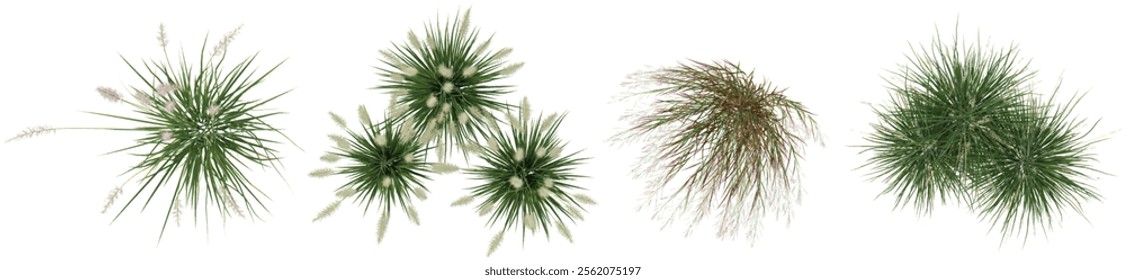 Collection of  Pennisetum grass on transparent background from the top view