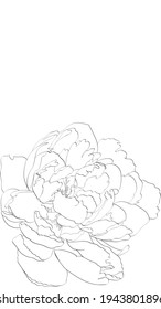 A collection of peonies in elegant lines for coloring 