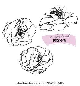 Collection peony flowers hand drawn vector illustration. Line-art on white background. Spring flowers in black color with contour lines. Engraving flower collection. Template greeting card, wedding.