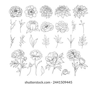 Collection of peony flowers, hand drawn botanical  line art drawing, vector floral illustration