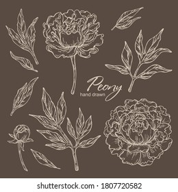 Colección de peones: flores de peonía y hojas. Ilustración dibujada a mano por el vector