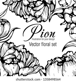 Collection peony with line-art on white backgrounds. Vector hand drawn illustration.