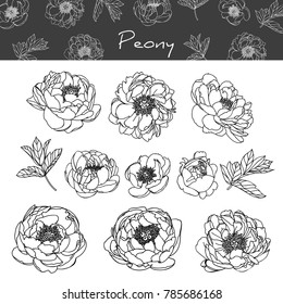 Collection peony with line-art on white backgrounds. Vector hand drawn illustration.