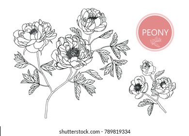 Collection peony with line-art on white backgrounds. Vector hand drawn illustration.