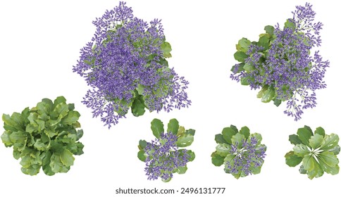 colección de la hermosa lavanda de Pérez aislada sobre fondo blanco desde la vista superior