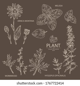 Collection of perfumery, cosmetics and medical plant: arnica montana flowers, wormwood flowers, melissa plant and hyssopus officinalis. Vector hand drawn illustration