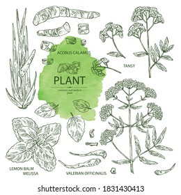 Collection of perfumery, cosmetics and medical plant: tansy flowers, plant and root of acorus calamus,  melissa plant and valeriana flower and root. Vector hand drawn illustrati
