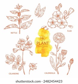 Collection of perfumery and medical plants: celandine flowers, calendula, nettle, flax. Vector hand drawn illustration.