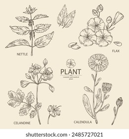 Collection of perfumery and medical plants: celandine flowers, calendula, nettle, flax. Vector hand drawn illustration.