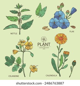 Collection of perfumery and medical plants: celandine flowers, calendula, nettle, flax. Vector hand drawn illustration.