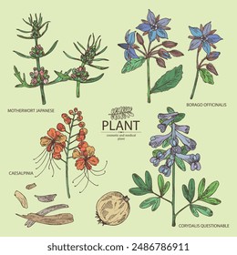 Collection of perfumery and medical plants: motherwort Japanese, corydalis ambigua, borago officinalis, caesalpinia. Vector hand drawn illustration