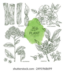 Collection of perfumery and medical plants: palo santo sticks, osmanthus, cistus ladanifer, heliotropium. Vector hand drawn illustration.