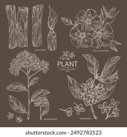 Collection of perfumery and medical plants: palo santo sticks, osmanthus, cistus ladanifer, heliotropium. Vector hand drawn illustration.