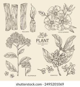 Colección de perfumería y plantas medicinales: palos de palo santo, osmanthus, cistus ladanifer, heliotropium. Vector dibujado a mano ilustración.