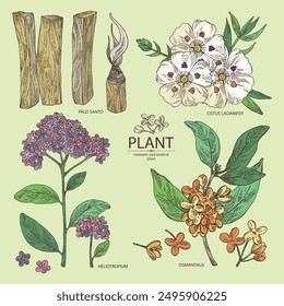 Collection of perfumery and medical plants: palo santo sticks, osmanthus, cistus ladanifer, heliotropium. Vector hand drawn illustration.