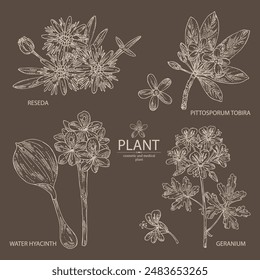 Collection of perfumery and medical plants: pittosporum tobira, geranium flowers, reseda, eichhornia crassipes. Vector hand drawn illustration