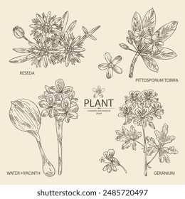 Collection of perfumery and medical plants: pittosporum tobira, geranium flowers, reseda, eichhornia crassipes. Vector hand drawn illustration