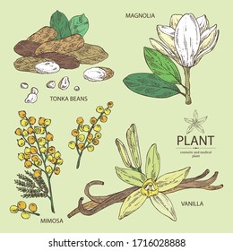 Collection Of  Perfumery Plant: Magnolia Grandiflora Flower, Mimosa Flowers, Vanilla Pod And Flower And Tonka Beans Pod. Cosmetic, Perfumery And Medical Plant. Vector Hand Drawn Illustration