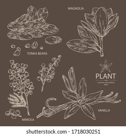 Collection Of  Perfumery Plant: Magnolia Grandiflora Flower, Mimosa Flowers, Vanilla Pod And Flower And Tonka Beans Pod. Cosmetic, Perfumery And Medical Plant. Vector Hand Drawn Illustration