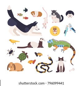 Collection of pets isolated on white background. Set of cute cartoon domestic animals - mammals, birds, fish, rodents, reptiles and insects. Modern colorful vector illustration in flat style.