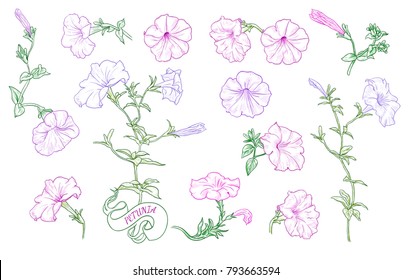 A collection of petunia sketches. A variety of colored petunias, buds and leaves in vintage style. Hand-drawn vector illustration.