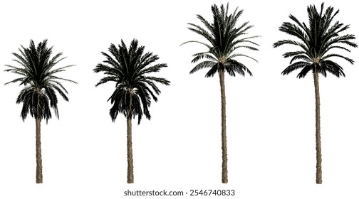 Collection of Phoenix plants on transparent background