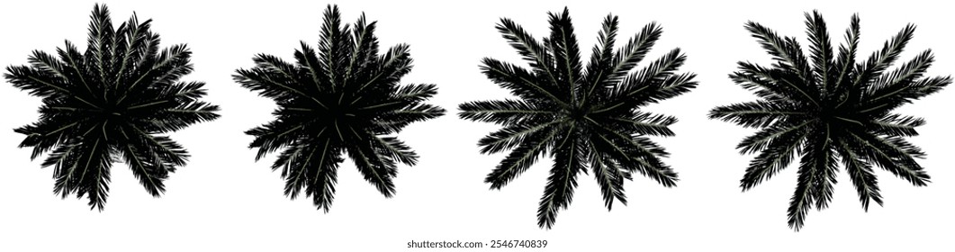 Coleção de plantas Phoenix sobre fundo transparente a partir da vista superior