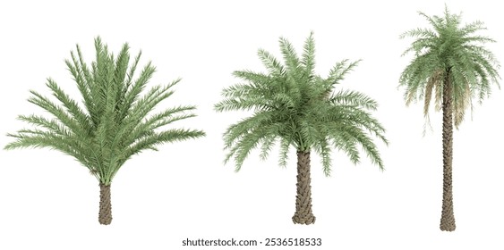 Collection of Phoenix sylvestris plants on transparent background