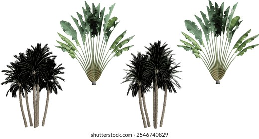 Collection of Phoenix,Ravenala plants on transparent background