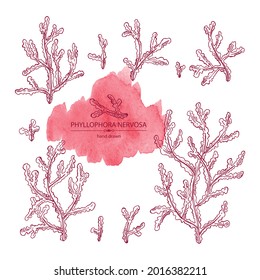 Collection of phyllophora nervosa: phyllophora seaweed, sea kale. Red algae. Edible seaweed. Vector hand drawn illustration.