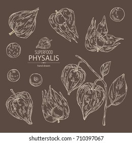 Collection of physalis: plant and fruit. Tomatillo. Superfood. Vector hand drawn set illustration.